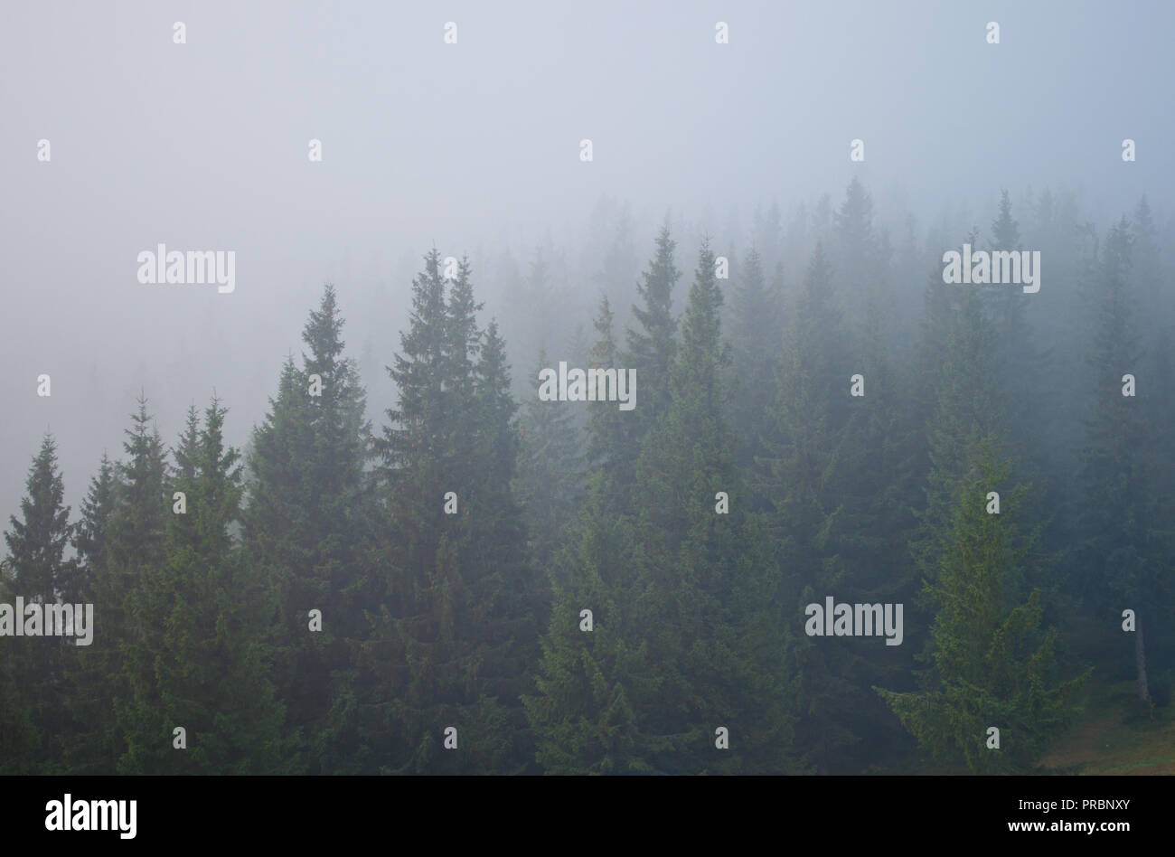 Pinien in graue Nebel Stockfoto