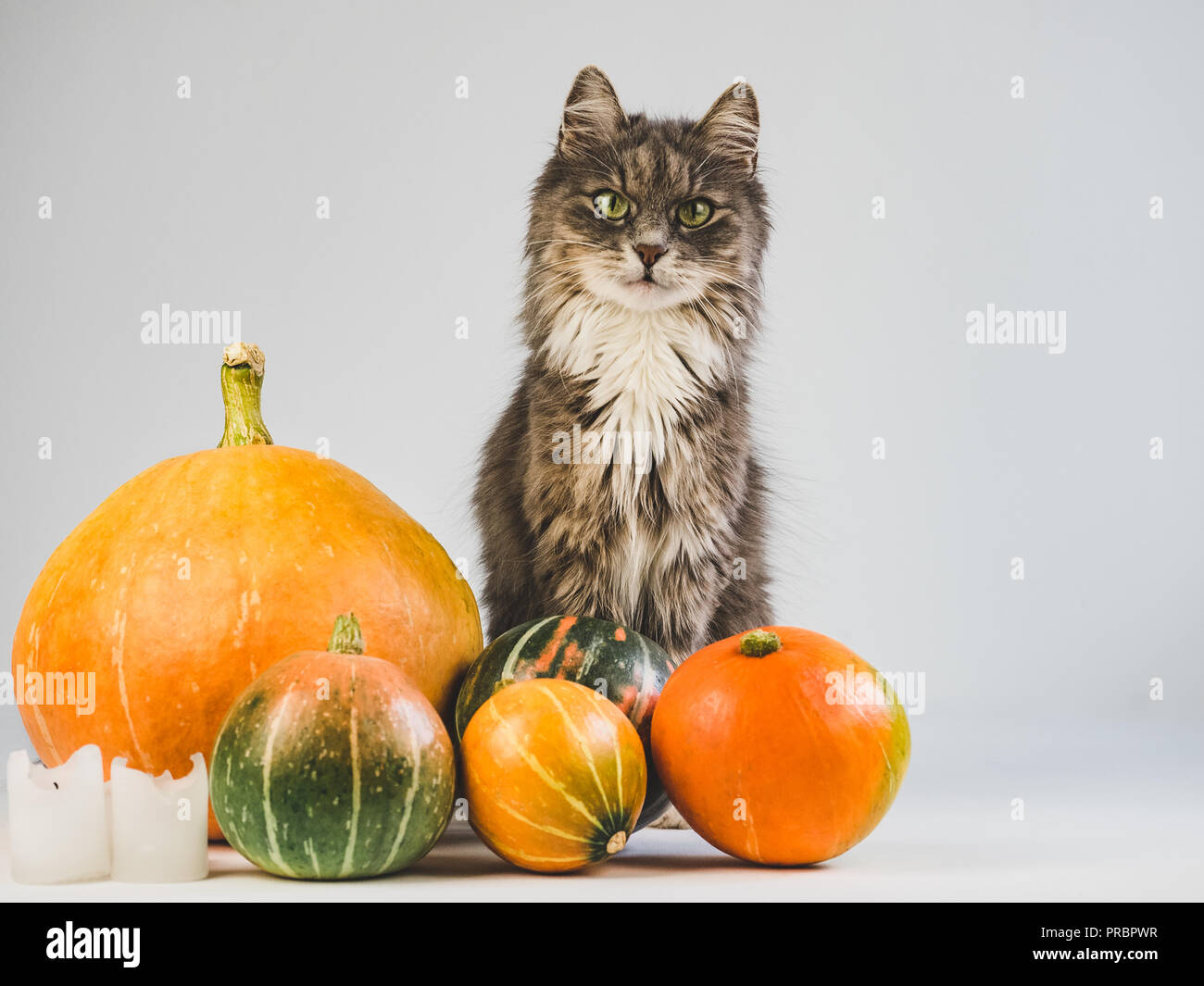 Charmant, graue Kätzchen und reif, bunte Kürbisse Stockfoto