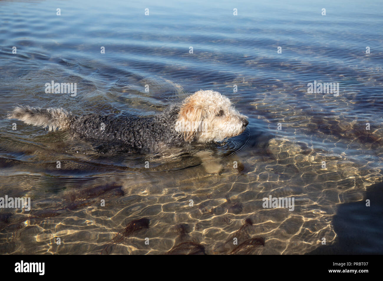 Kühlt sich ein Hund am Strand in Devon Stockfoto