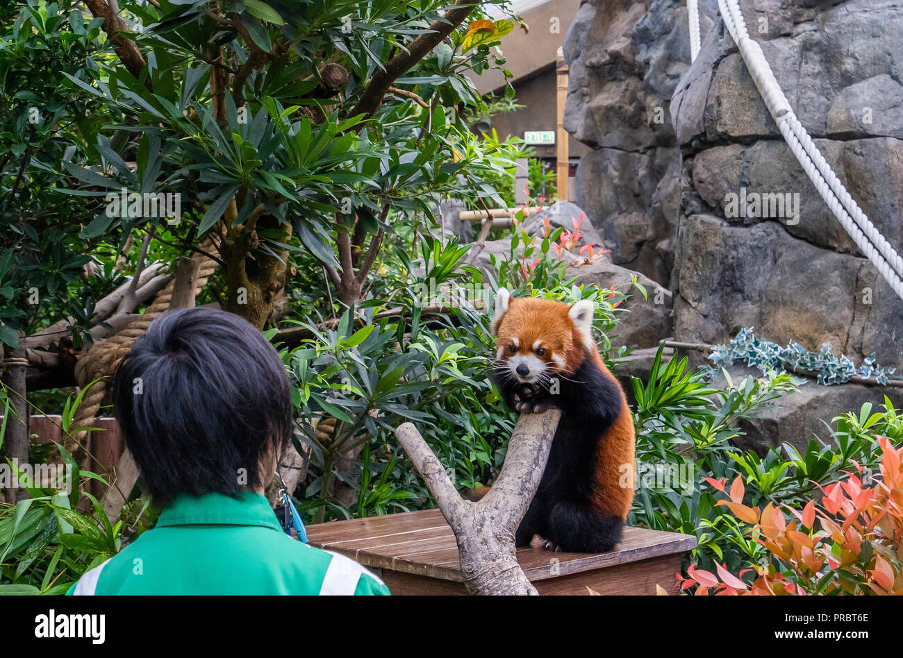 Süße Rote Panda in Hongkong Zoo leben. In der wilden Lebensraum der roten Pandas, Äste werden oft mit rötlich braun Moos bedeckt. Stockfoto