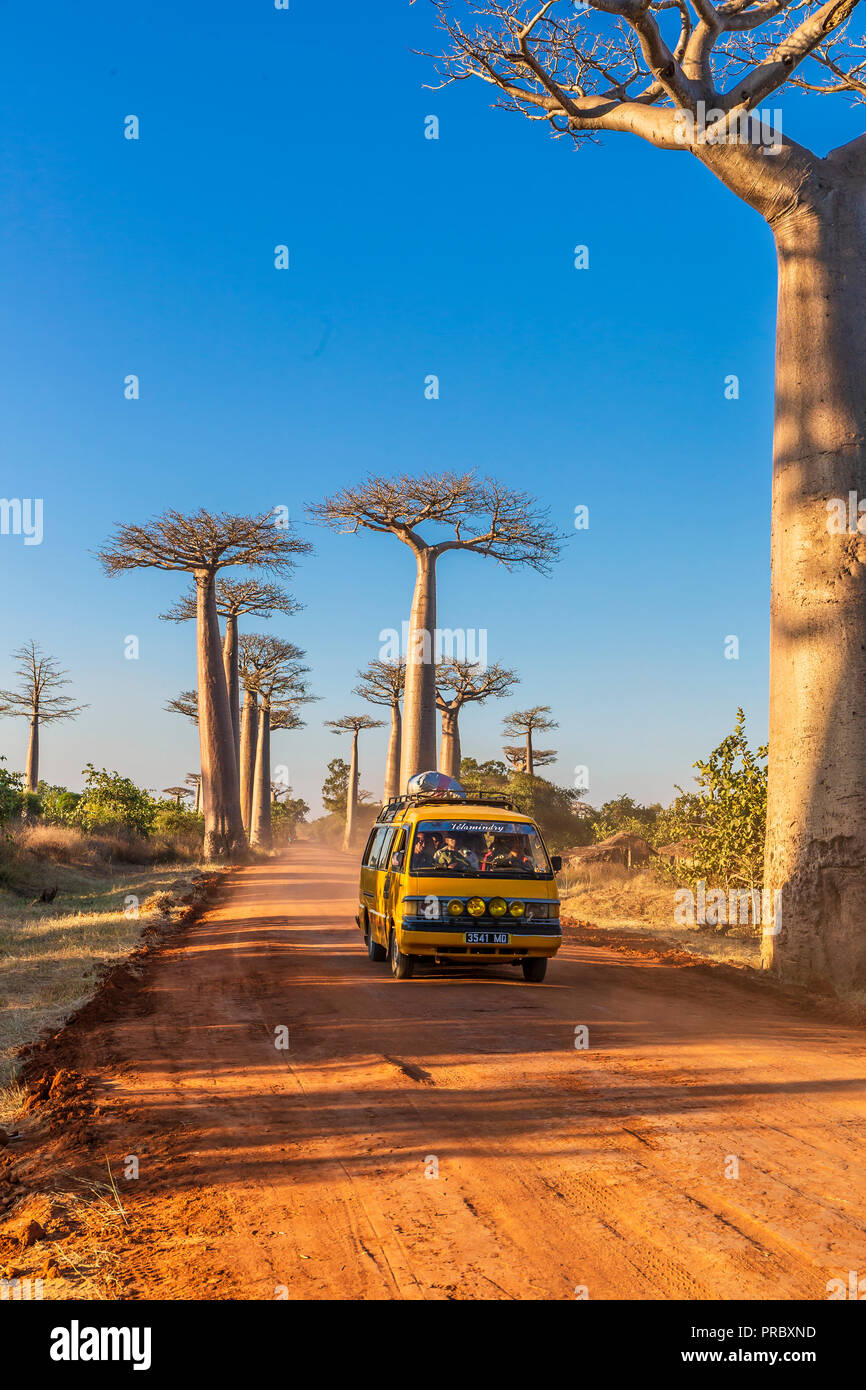 Abschnitt einer Straße zwischen Morondava und Belon' ich Tsiribihina in der menabe Region mit prominenten baobabs Bäume Stockfoto