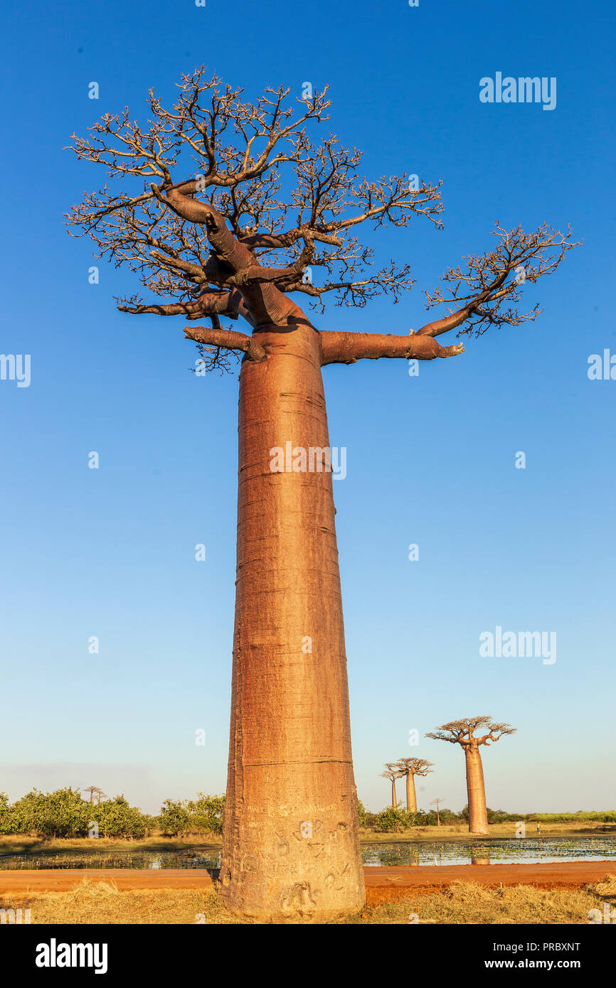 Single Baobab Baum in der Dämmerung Stockfoto