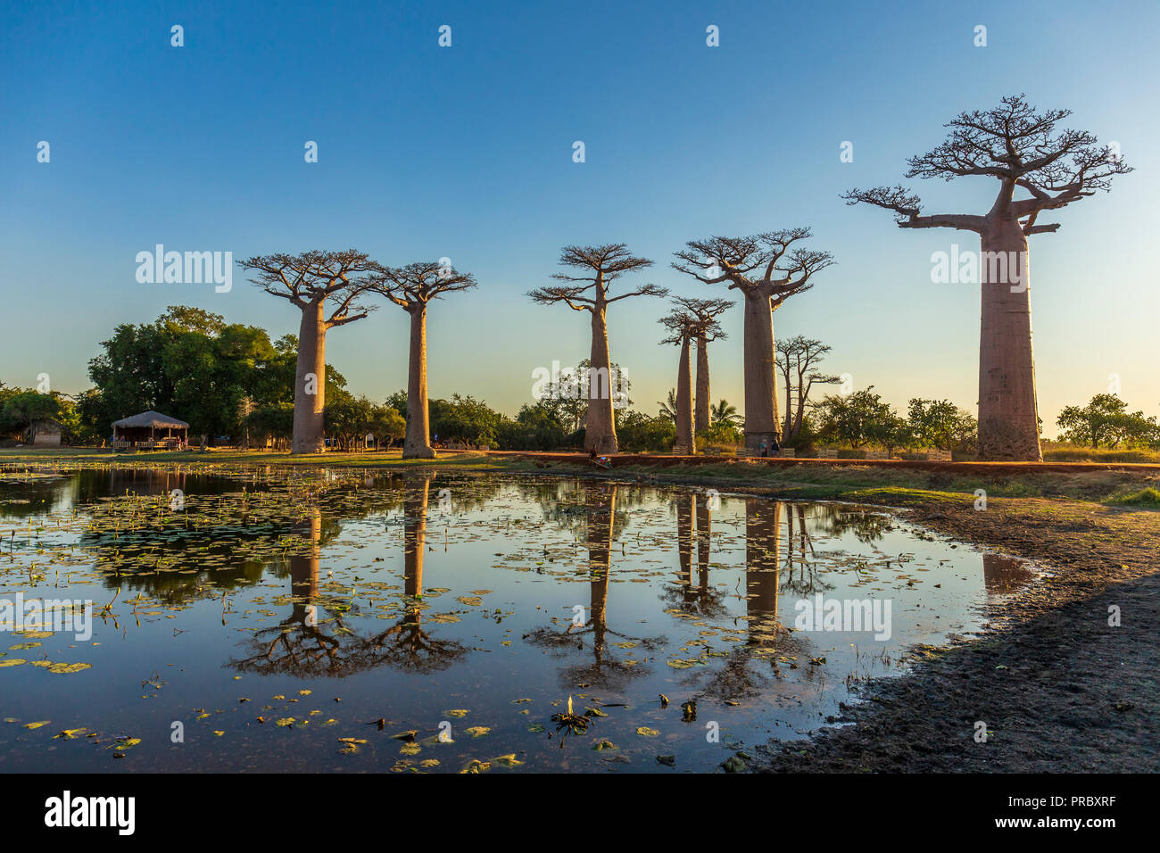 Abschnitt einer Straße zwischen Morondava und Belon' ich Tsiribihina in der menabe Region mit prominenten baobabs Bäume Stockfoto