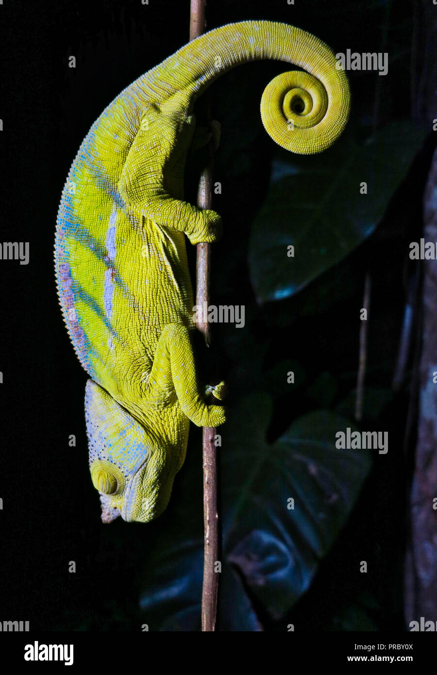 Bunte grüne Chamäleon bei Nacht Stockfoto