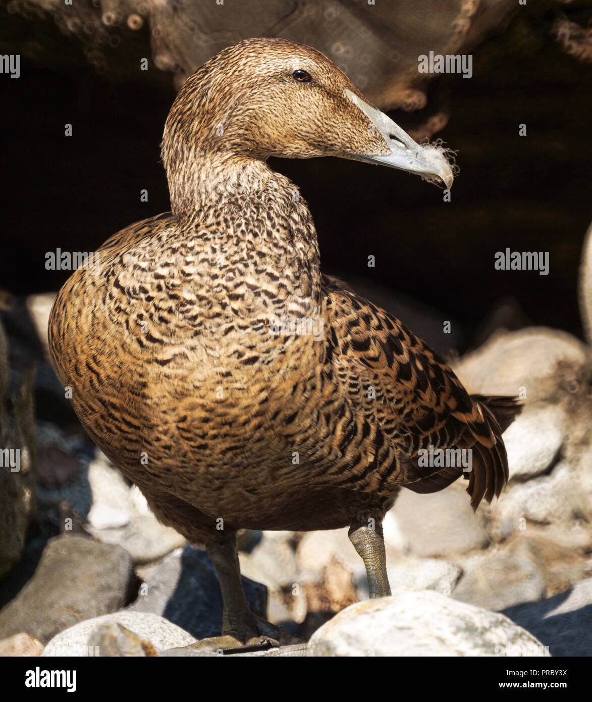 Weibliche Eider Duck (Somateria Mollissima) auf dem Boden. Stockfoto