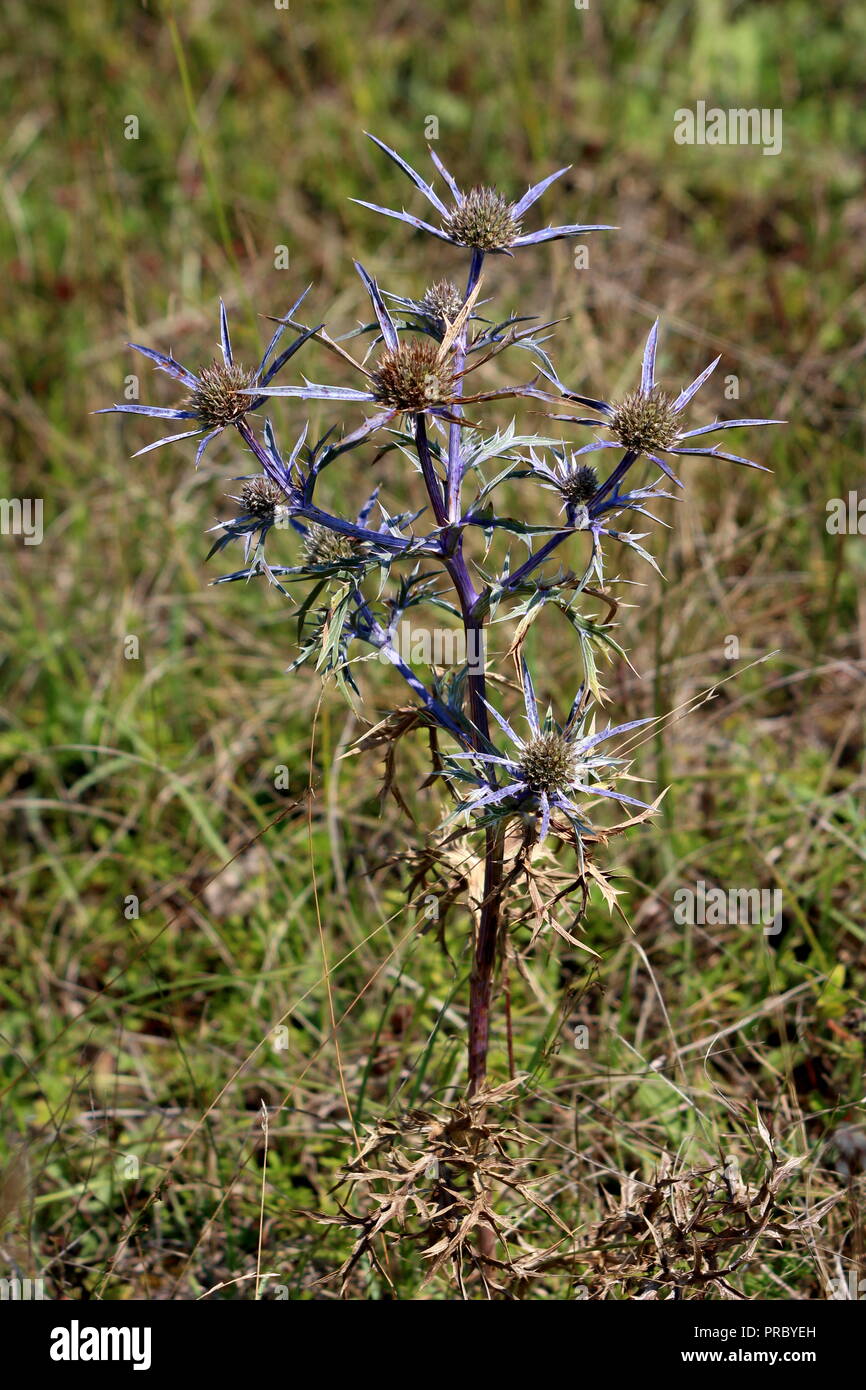 Eryngium Amethystinum oder Amethyst eryngo oder Italienischen eryngo oder Amethyst Sea Holly Büschel bildende Staude tippen - verwurzelt Kraut mit basalen Kreis Stockfoto