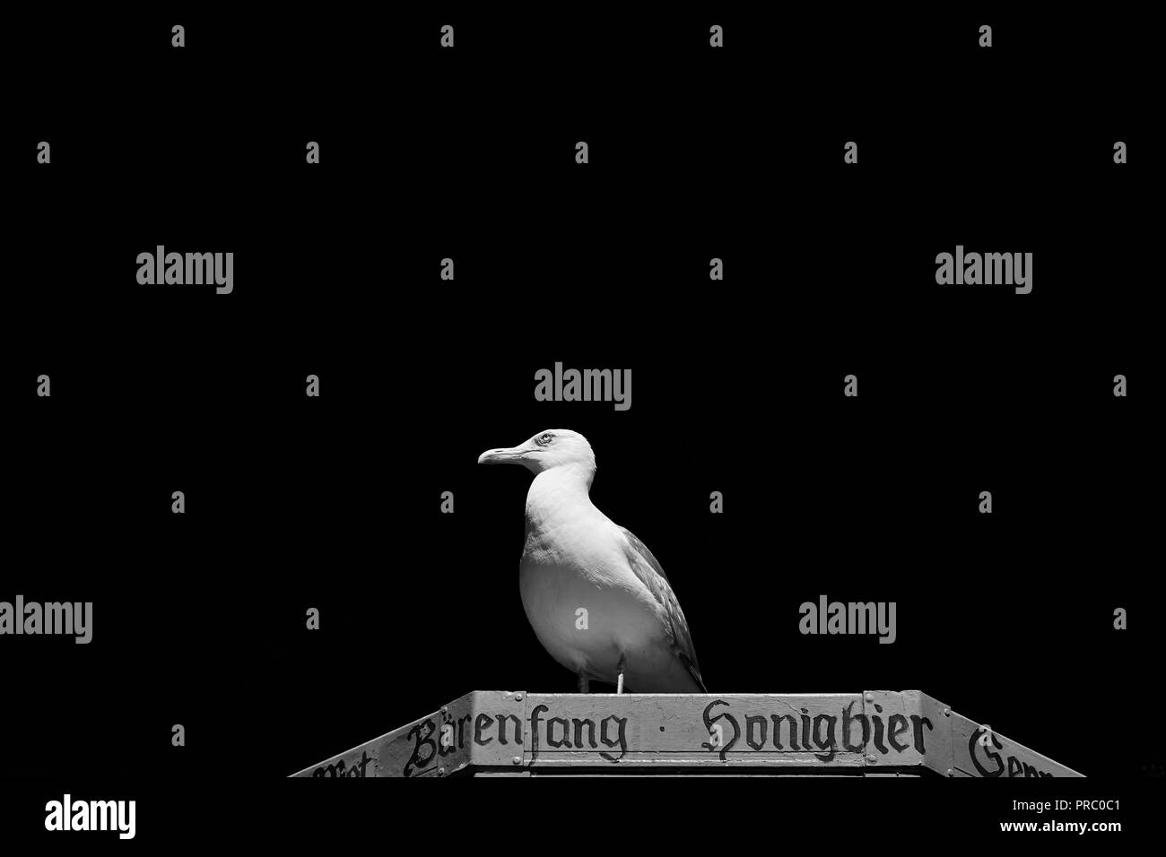 Portrait von Seagull vor einem schwarzen Hintergrund. Stockfoto