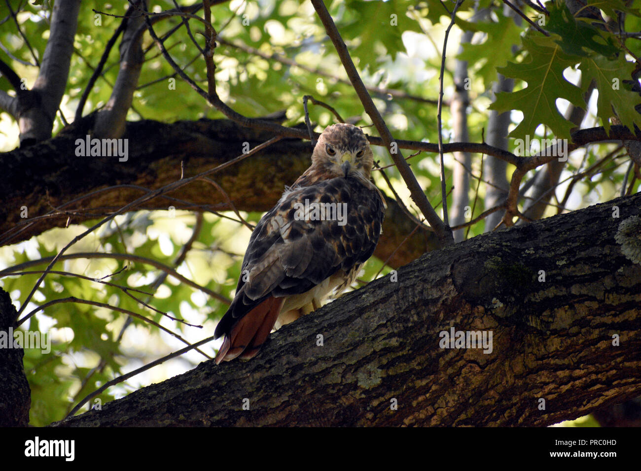 Red Tailed Hawk Stockfoto