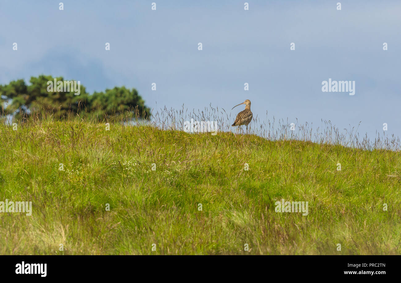 Brachvögel, alert erwachsenen Vogel im natürlichen Lebensraum auf das Moor in den Yorkshire Dales, England, UK. Wissenschaftlicher Name: numenius arquata. Horizontale. Stockfoto