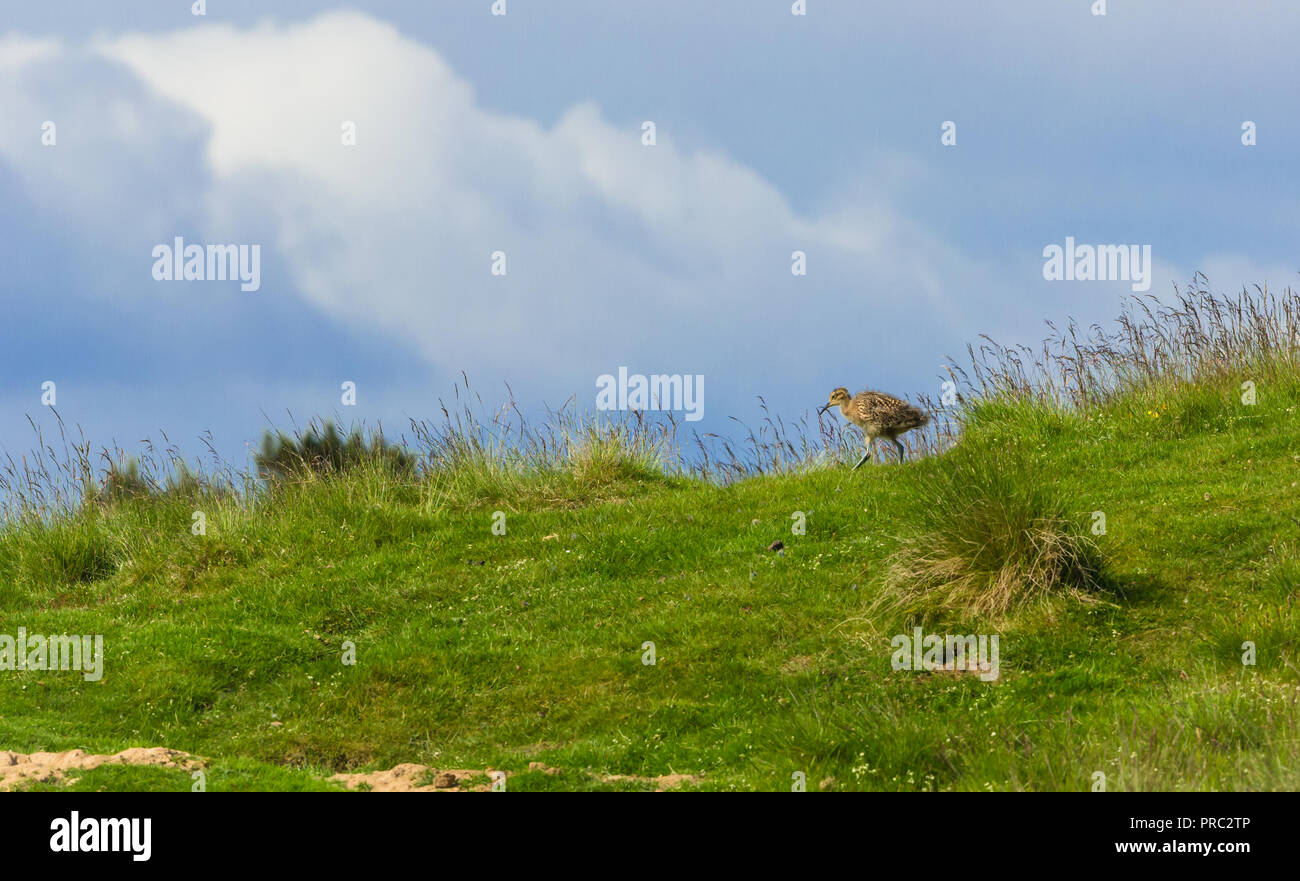 Curlew Küken zu Fuß durch Gras auf das Moor in den Yorkshire Dales, England, UK. Wissenschaftlicher Name: Numenius arquata. Horizontale. Stockfoto