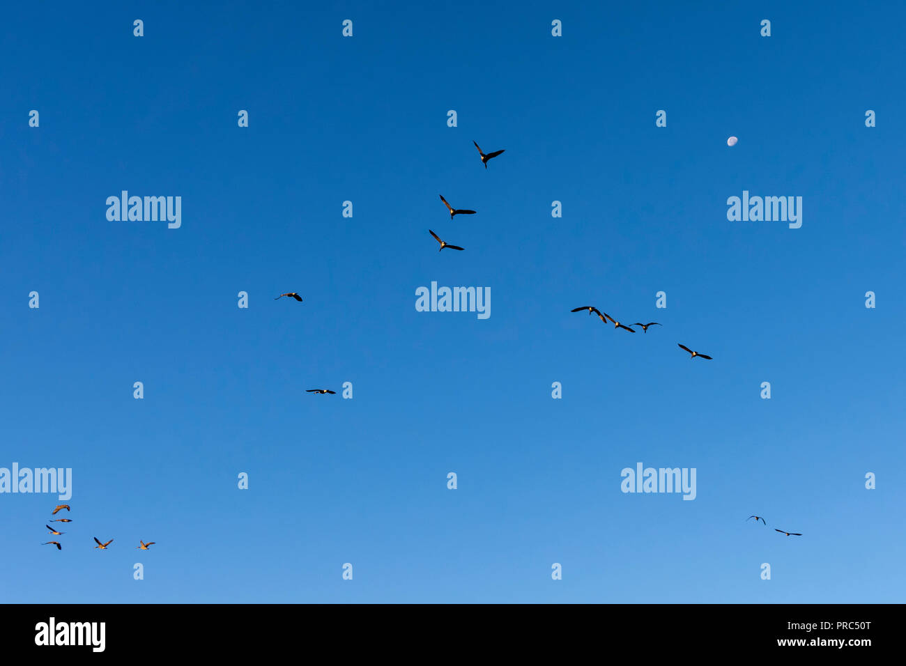 Schwarm Kanadagänse (Branta canadensis) in einer V-Formation fliegen auf den Mond. Stockfoto