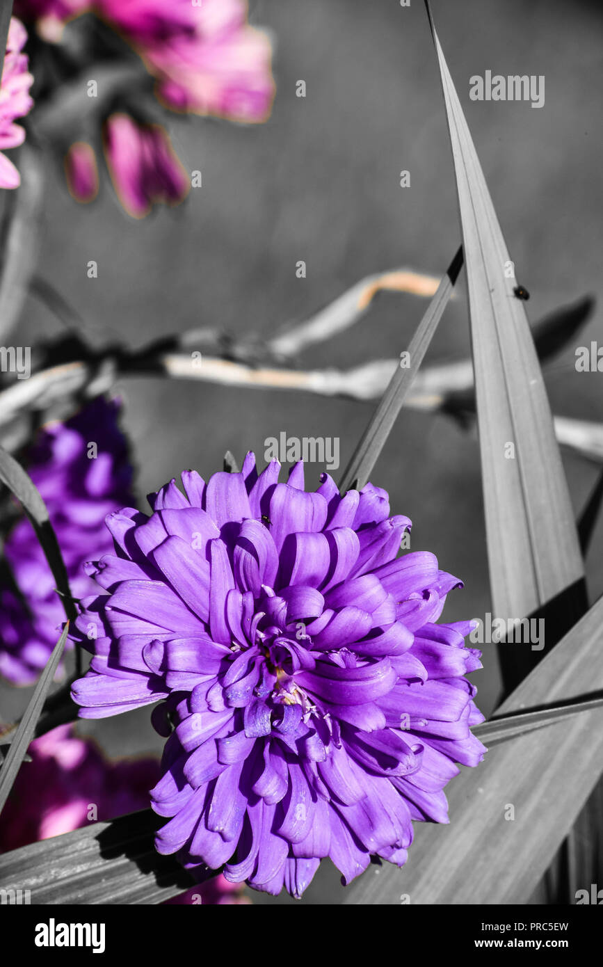 Astern in den Blumengarten Stockfoto