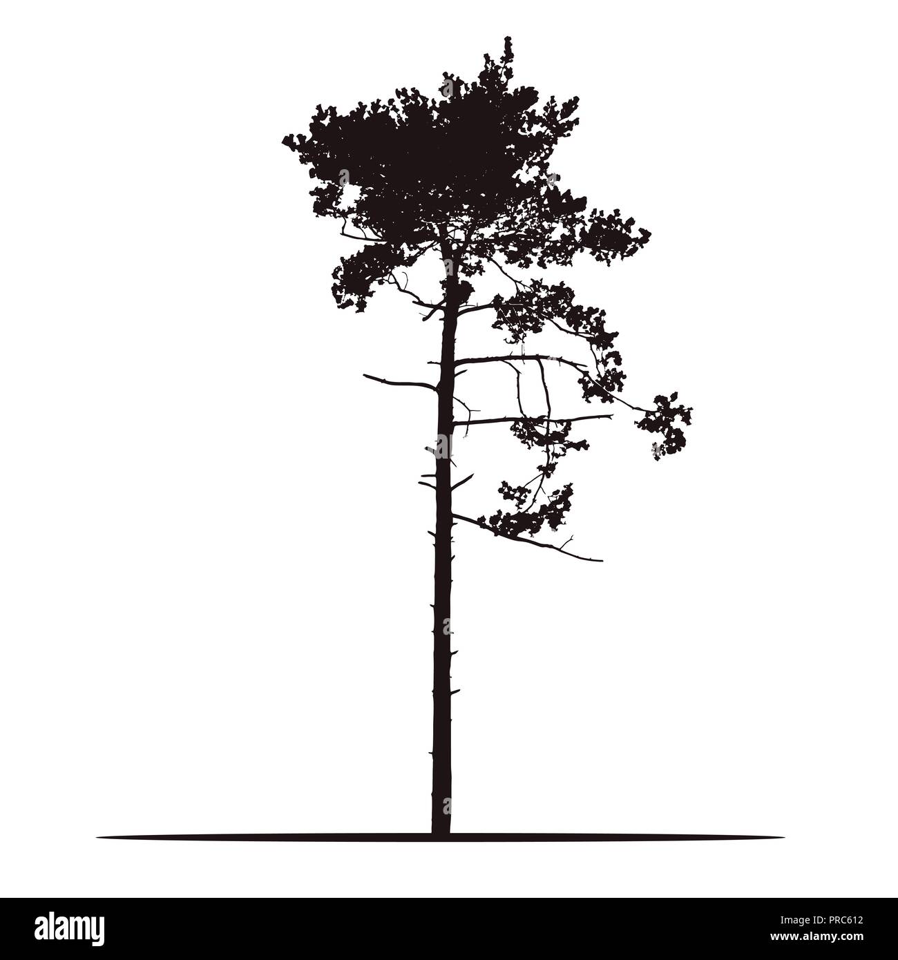 Realistische Silhouette des Baums - Kiefer mit Filialen und Nadel-isolierte Vektor auf weißem Hintergrund Stock Vektor