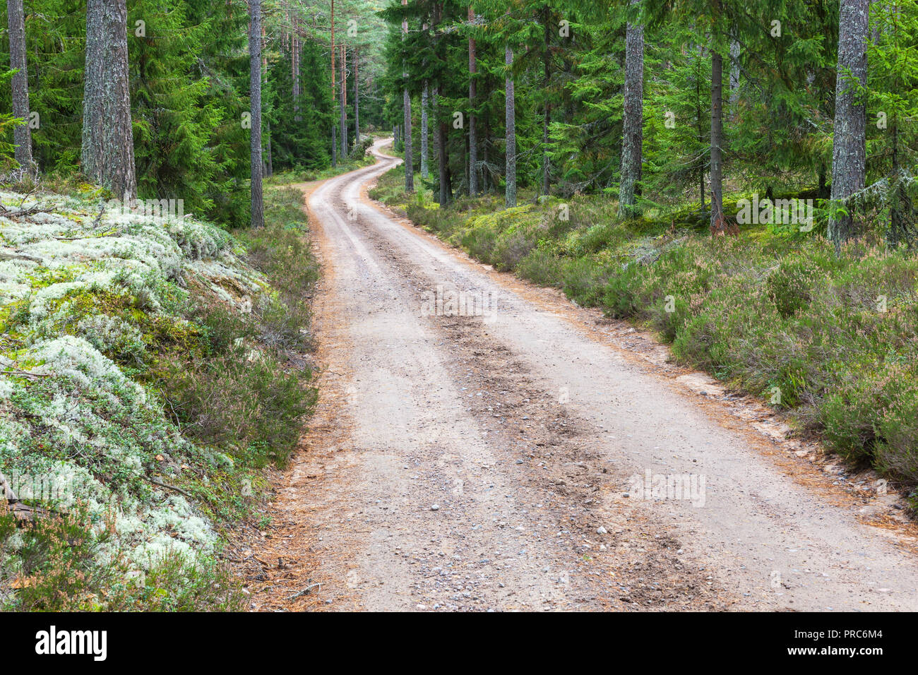 Wicklung, unbefestigte Straße durch den Wald Stockfoto