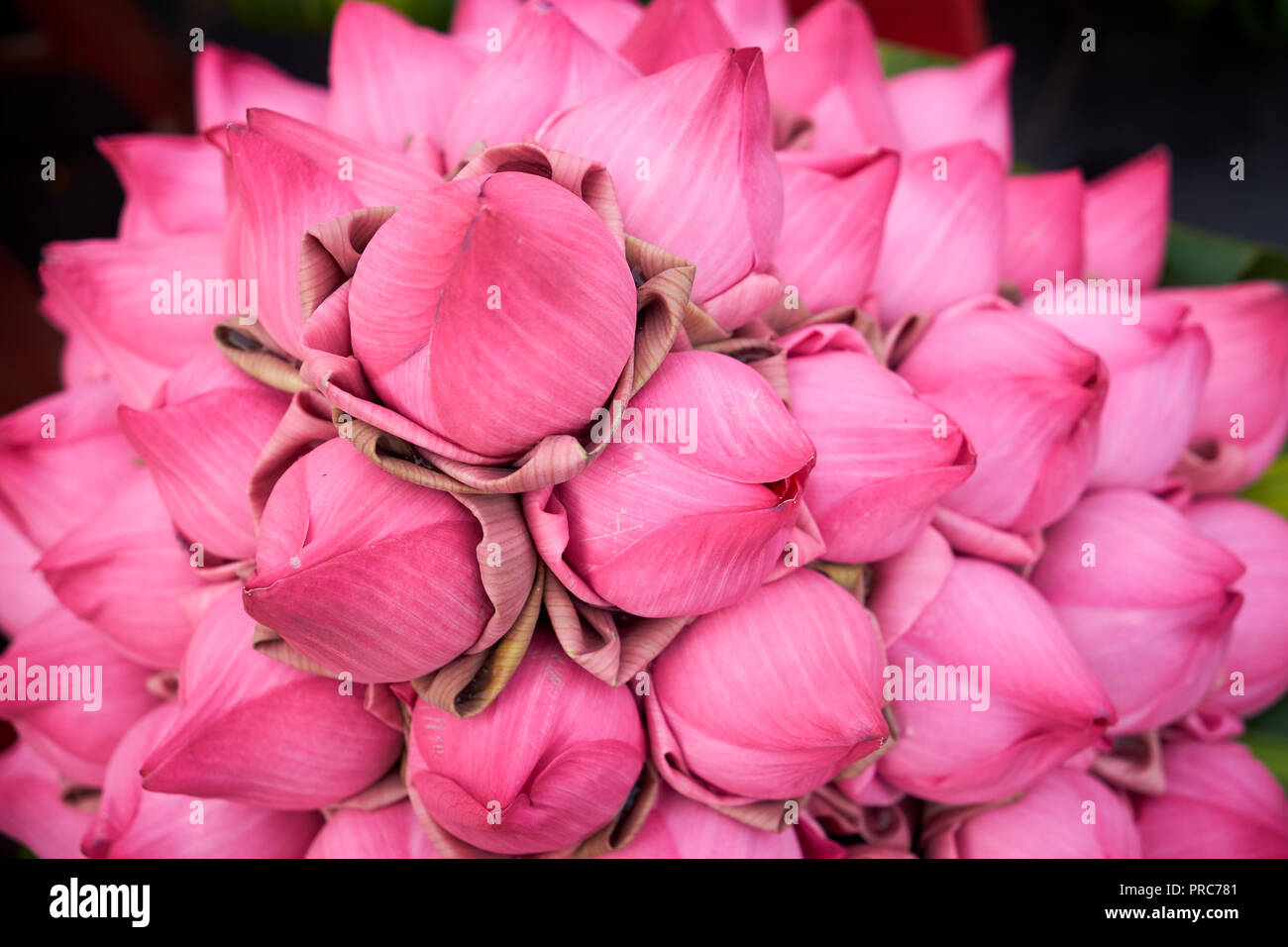 Kambodscha blumen Psar Thmei markt Phnom Penh Lotus Blumen Stockfoto