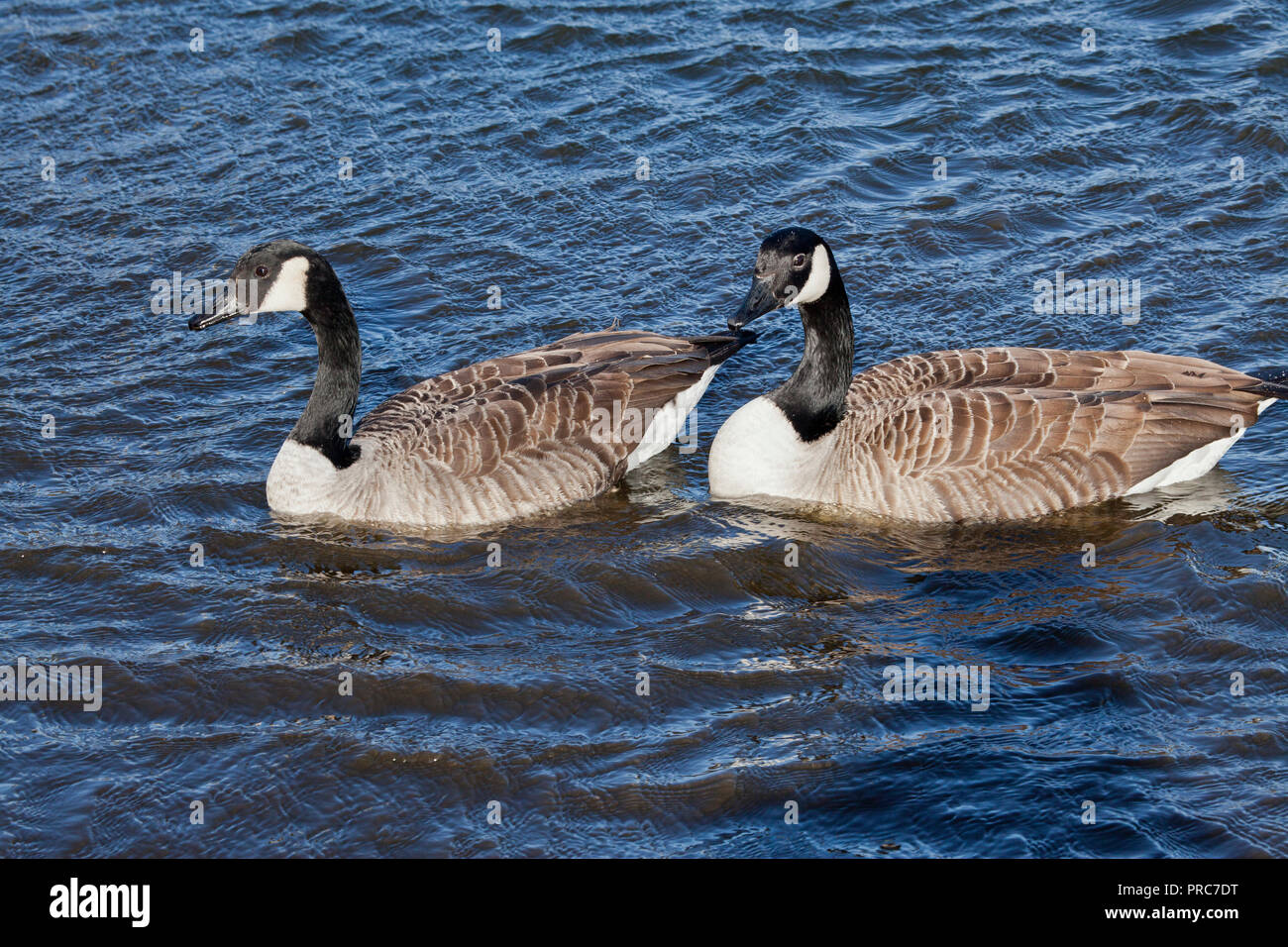 Kanada Gänse auf Dunsappie Loch, Edinburgh, Schottland Stockfoto