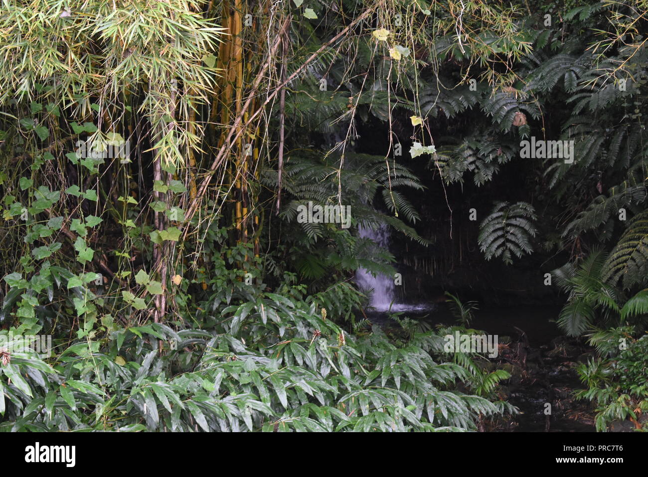 Akaka Falls Trail Wasserstrahl Big Island Hawaii Stockfoto