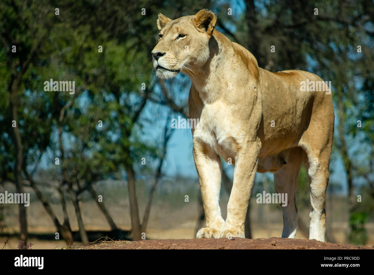 Löwin stehend auf einem Hügel auf der Suche nach ihren Jungen in der Wildnis Stockfoto