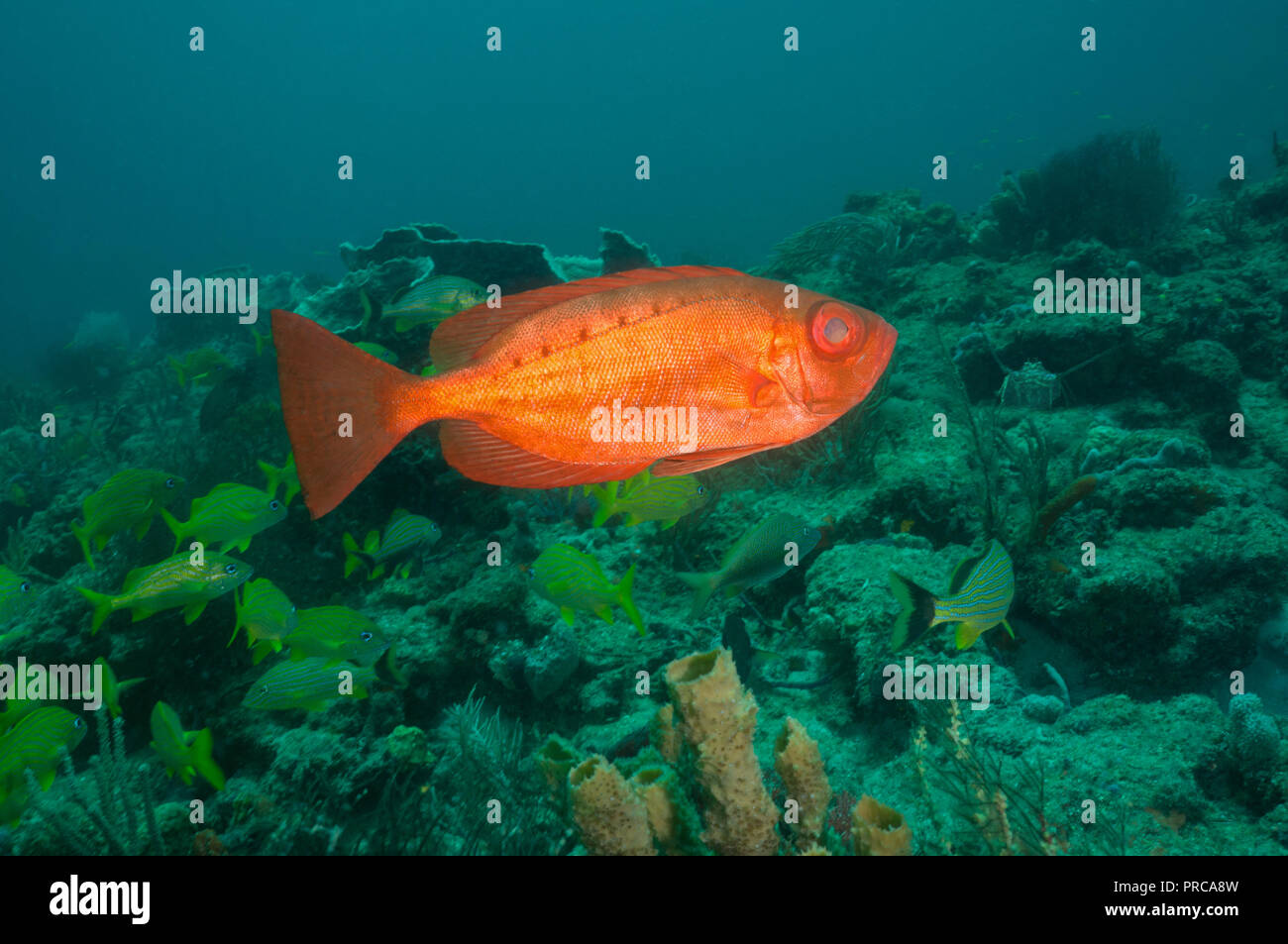 Großaugenthun roter Fisch Stockfoto