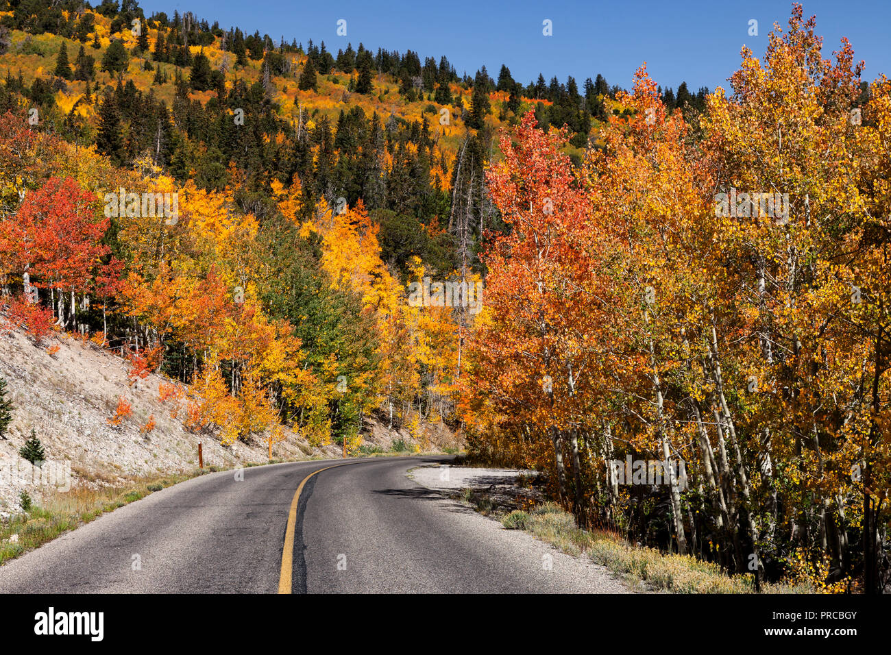 Espen ändern Farben auf Wheeler Peak Scenic Drive in Nevada Great Basin National Park zu fallen Stockfoto