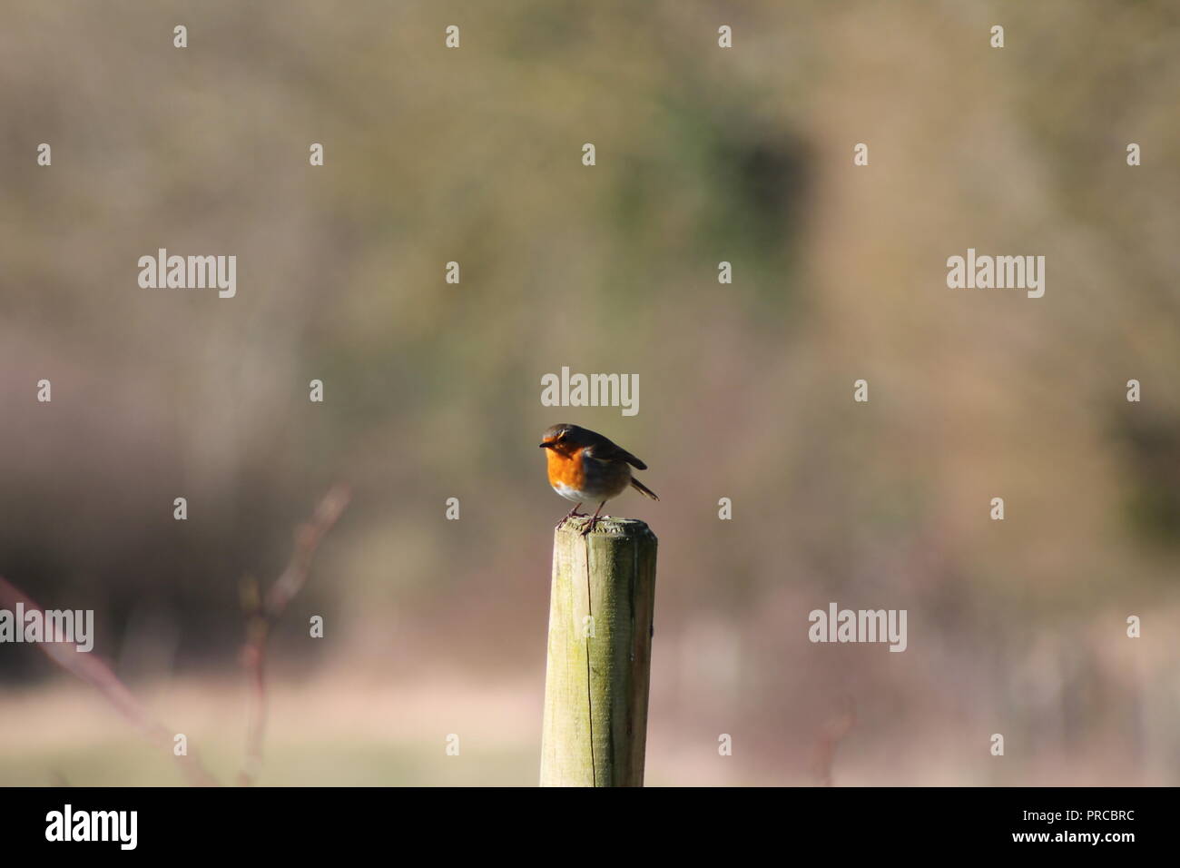 Robin redbreast genießen Sie die Wintersonne Stockfoto