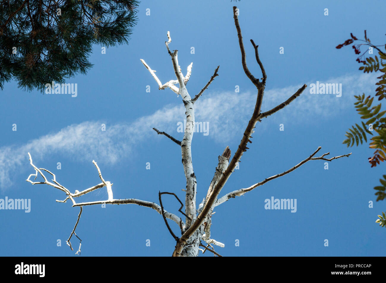Die schmalen Zweige einer Birke. Stockfoto