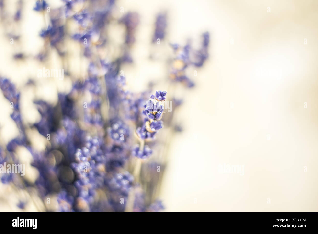 Nahaufnahme der schönen sanften Lavendel Blume Bereich Stockfoto