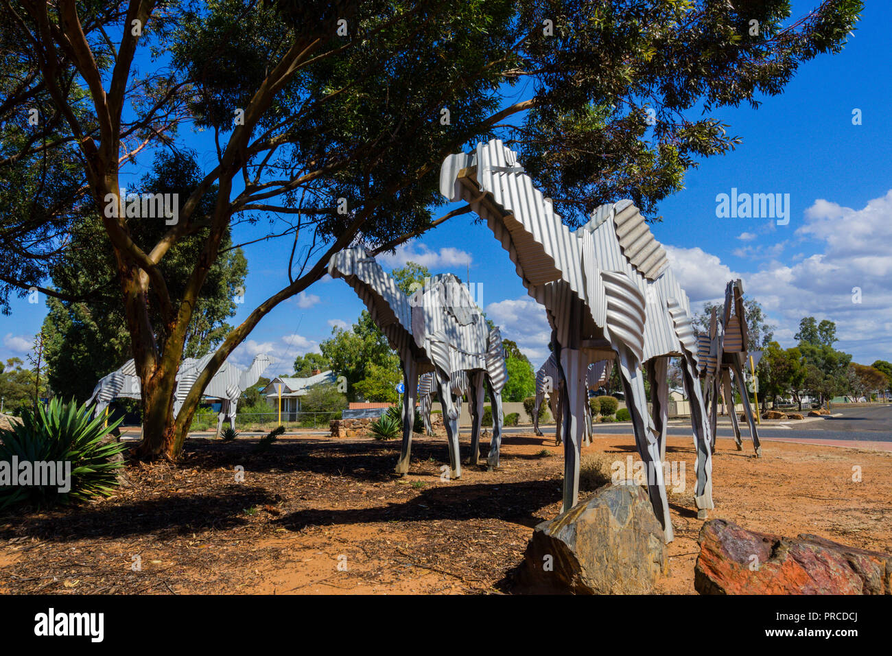 Wellblech Skulpturen der Kamele in der Minenstadt Norseman in Westaustralien am westlichen Tor zur Nullabor Plain Stockfoto