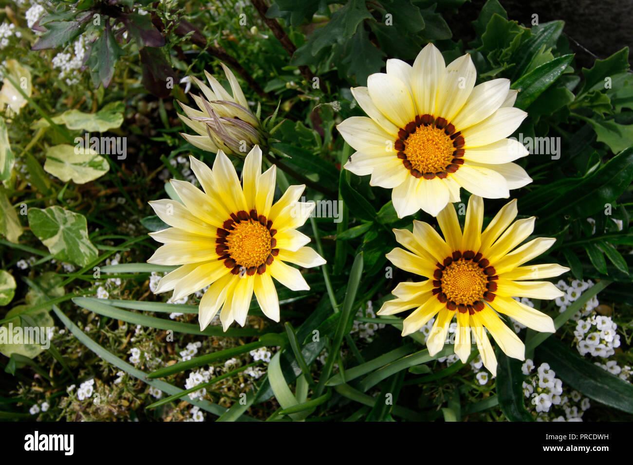 Gelbe und weiße Alyssum Gazania Daybreak" Teppich aus Schnee" Blumen Stockfoto