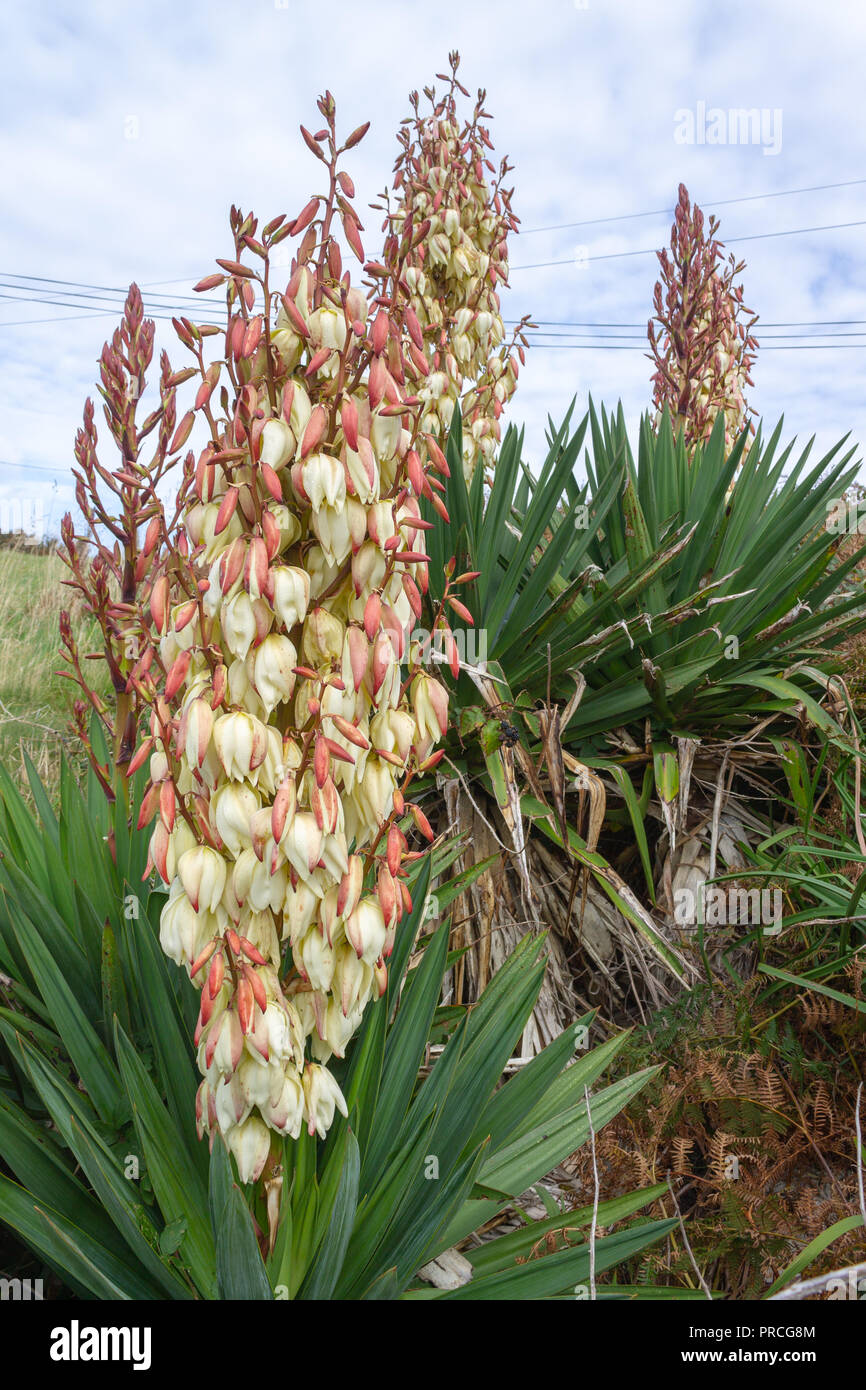 Yucca gloriosa Yucca Pflanze Blüte wächst unter Farne in West Cork Irland. Stockfoto