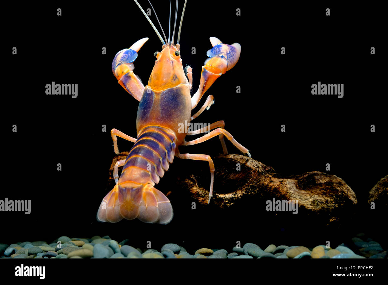 Cherax destructor Vulkan Thailand Zucht Stockfoto