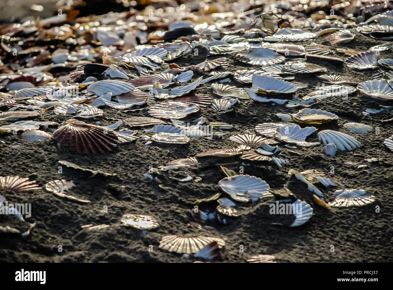 Jakobsmuscheln auf einem Strand, die von der Fischwirtschaft verworfen. Stockfoto