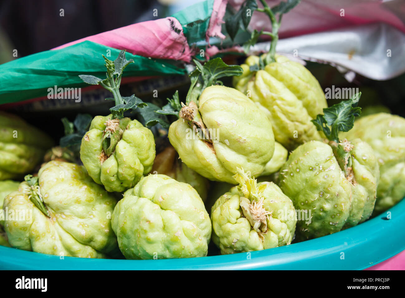 Bauernhof frisches Grün Bio Gemüse, Momordica charantia, bekannt als bitter Melone (Balsam balsam Apfel, Birne, Gurke, bitteren Kürbis bitter, bitter squas Stockfoto