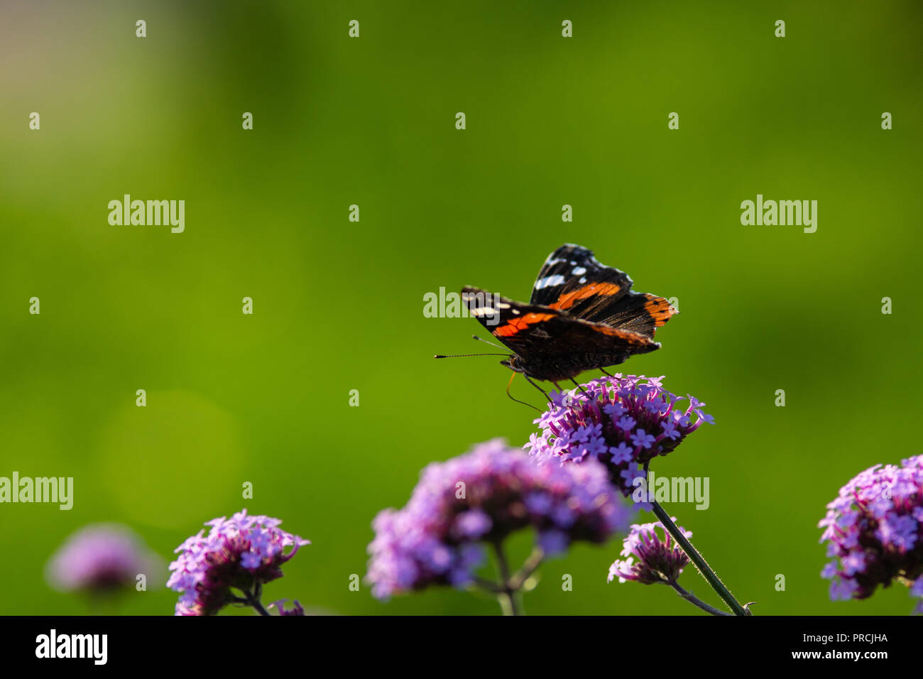 Distelfalter Schmetterling auf einem violetten Eisenkraut Blüte an einem warmen Sommertag. Glatten grünen Hintergrund, leeren Raum Text eingeben Stockfoto