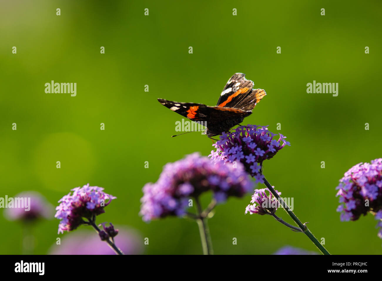 Distelfalter Schmetterling auf einem violetten Eisenkraut Blüte an einem warmen Sommertag. Glatten grünen Hintergrund, leeren Raum Text eingeben Stockfoto