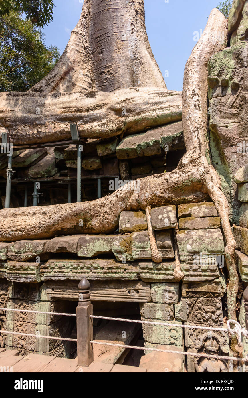 Metal Gerüst bieten Unterstützung für Wände wie die Wurzeln eines riesigen Baumes drohen zu ruinieren und übernehmen die UNESCO-Weltkulturerbe von ankor Thom, Stockfoto