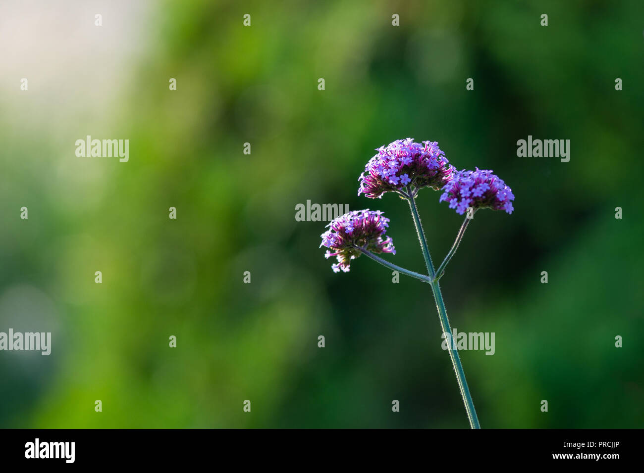 Schönen violetten Eisenkraut Blüte. Einen Stamm, drei Köpfe. Weichen, grünen Hintergrund Spiel von Licht und Schatten. Sommer im Garten. Freien Speicherplatz zu en Stockfoto