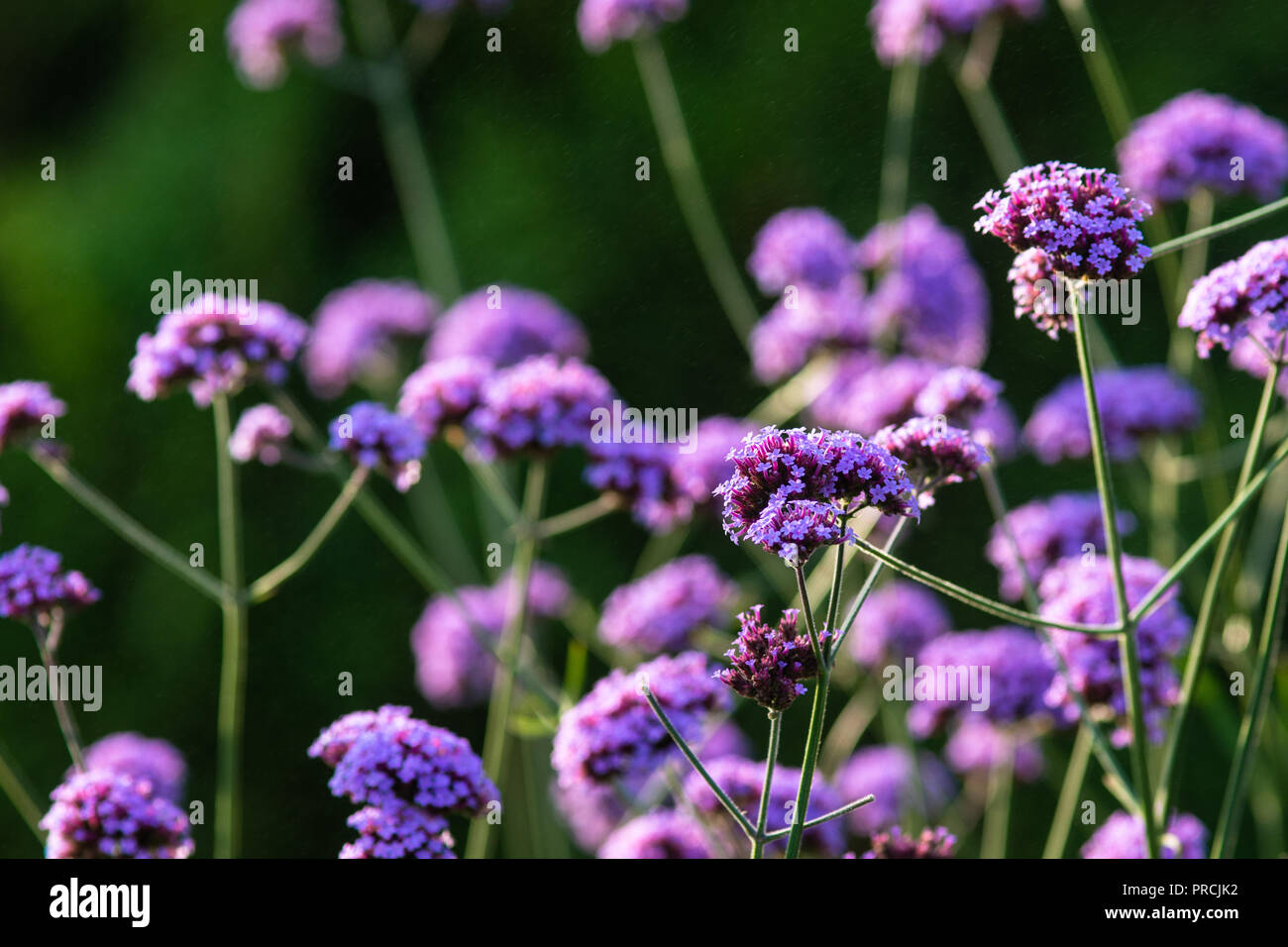 Mix aus schönen violetten Eisenkraut Blumen auf einem Blumenbeet. Grüner Hintergrund, im Sommer im Garten. Dekorative Gestaltung für jedes Projekt oder Werbung Stockfoto