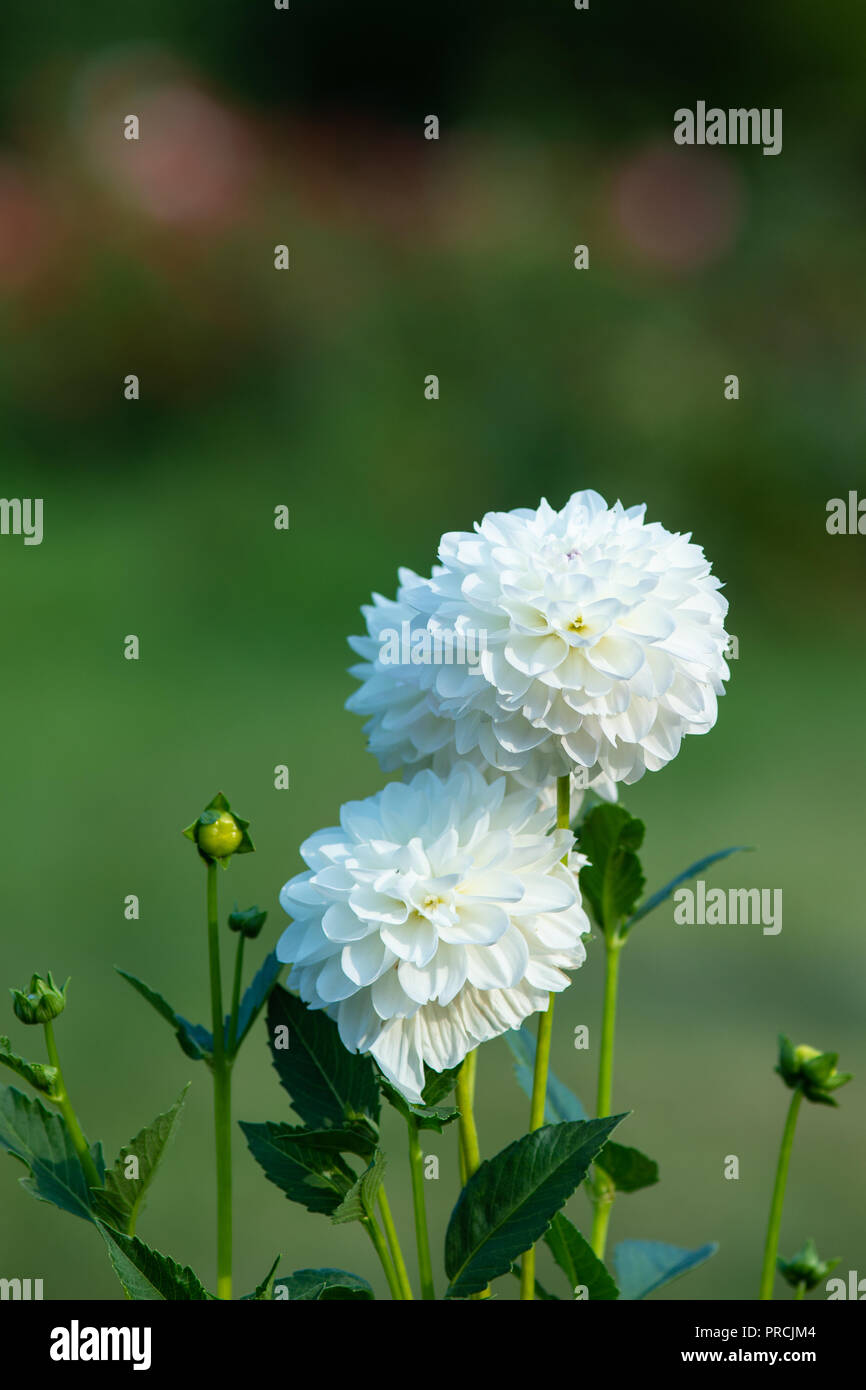 Zwei Weiße Chrysantheme Blumen, grüne Knospen, glatten Hintergrund. Vertikale Fotografie. Freier Platz für die Eingabe von Text. Dekorativer Hintergrund, Hintergrund oder Wal Stockfoto