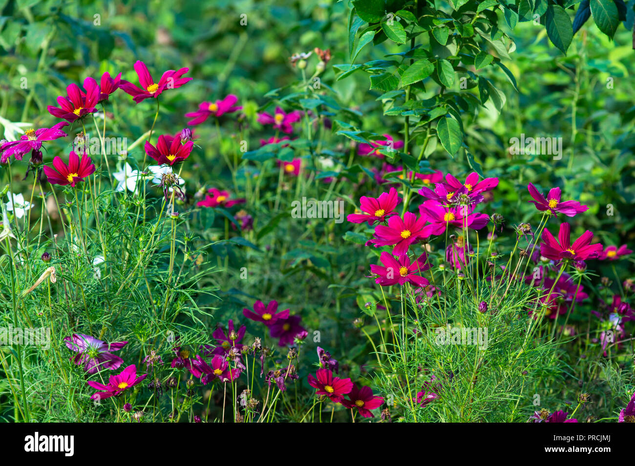 Cosmea lila Blumen auf einem Blumenbeet. Grüne Blätter, Stängel, Gras. Sommer im Garten. Schöne dekorative floral background, Kulisse oder wallpa Stockfoto