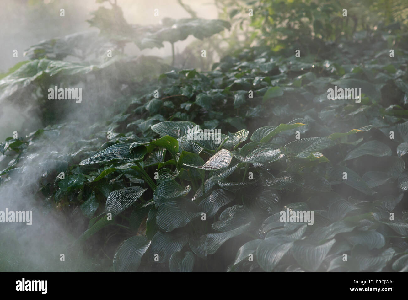 Die Bewasserung Der Hosta Pflanzen Im Schattigen Garten Grune