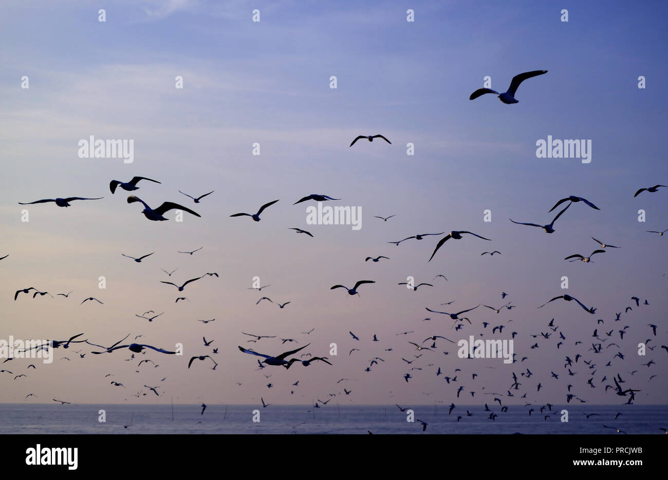 Silhouette von unzähligen Möwen fliegen gegen Pastell-blaue Morgenhimmel über das ruhige Meer Stockfoto