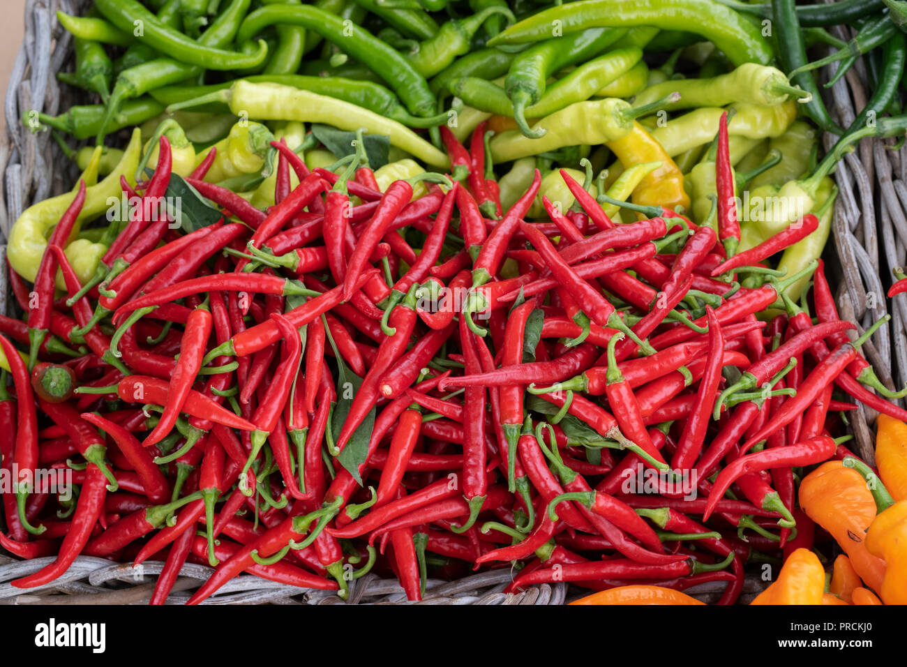 Chili peppers für Verkauf bei Daylesford Organic Farm Shop Herbstfest. Daylesford, Cotswolds, Gloucestershire, England Stockfoto