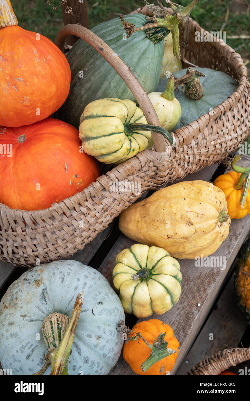 Kürbis, Kürbis und Squash Anzeige bei Daylesford Organic Farm Shop Herbstfest. Daylesford, Cotswolds, Gloucestershire, England Stockfoto