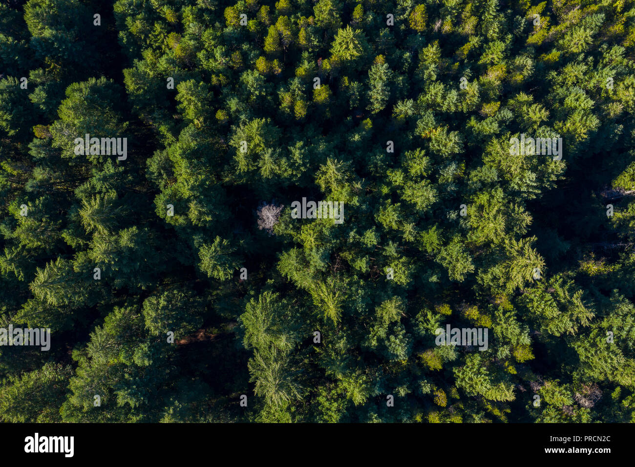 Luftaufnahme von einem Pinienwald in Kanada Stockfoto