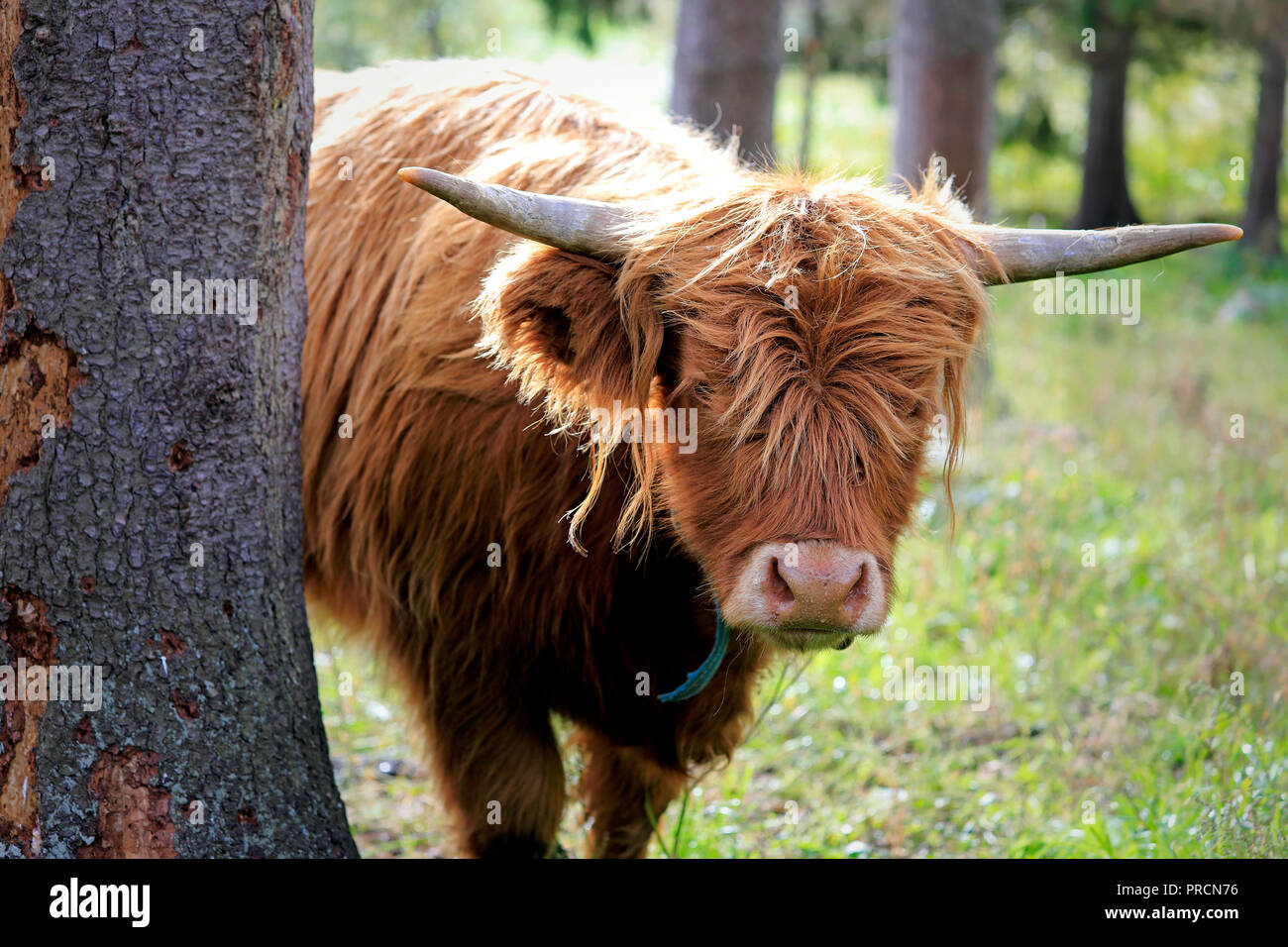 Junge, schüchterne und neugierig Highland Bulle Einblicke hinter einem Baum. Stockfoto