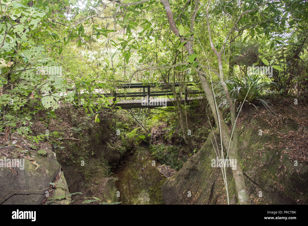 Fußgängerbrücke über die natürlichen Kalkfelsen mit üppigen Regenwald grün in Kawakawa, Neuseeland Stockfoto