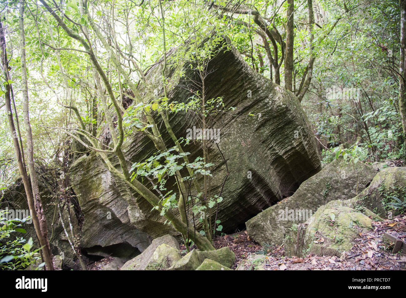 Üppigen Regenwald Wachstum und Kalkstein Felsformationen in Kawakawa, Neuseeland Stockfoto