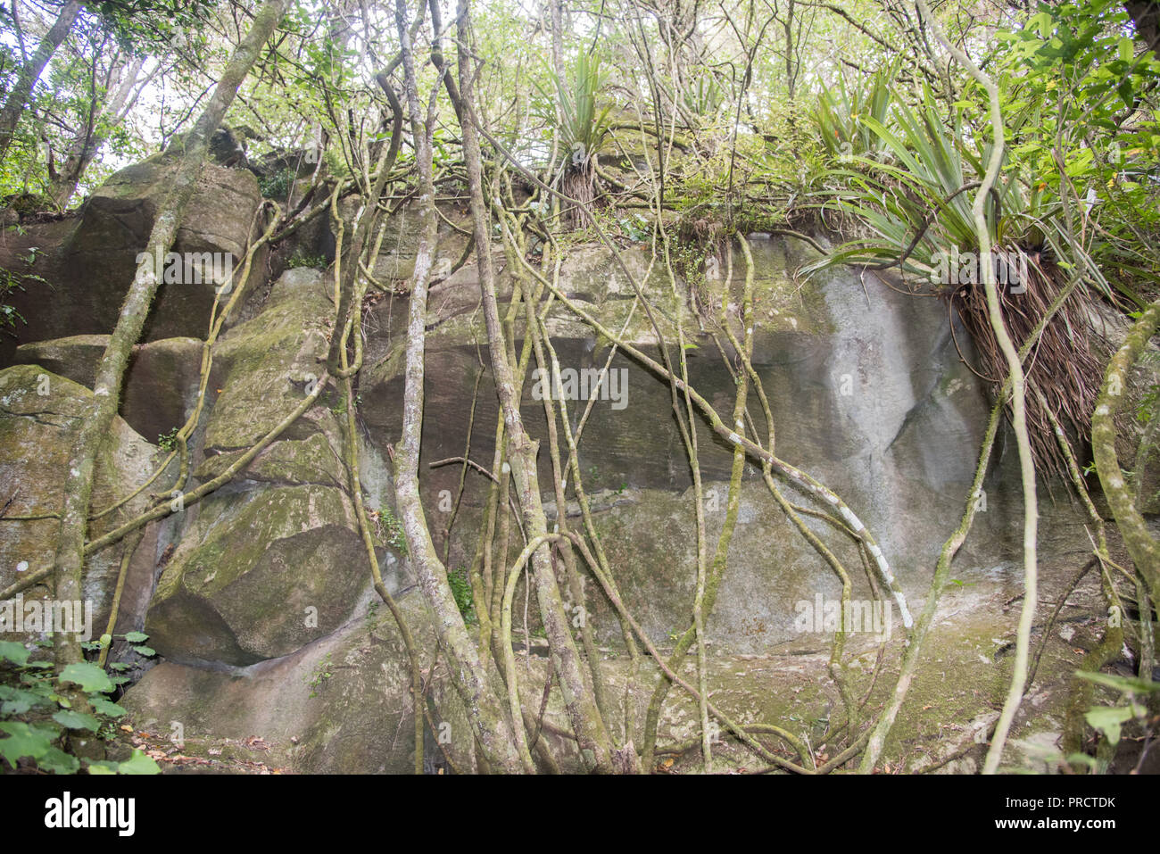 Üppigen Regenwald Wachstum und Kalkstein Felsformationen in Kawakawa, Neuseeland Stockfoto