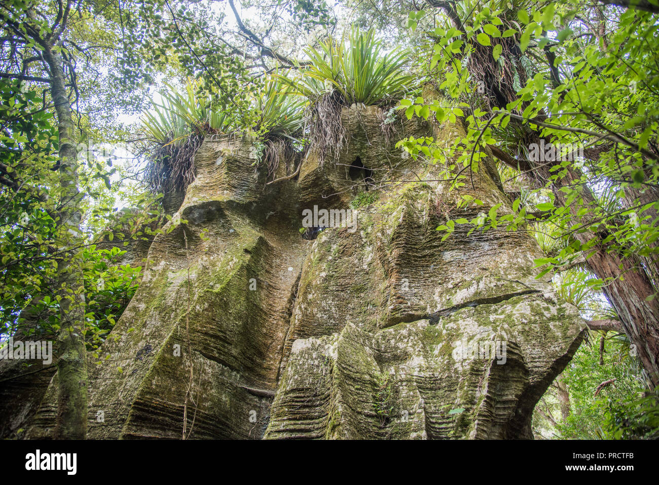 Üppigen Regenwald Wachstum und Kalkstein Felsformationen in Kawakawa, Neuseeland Stockfoto